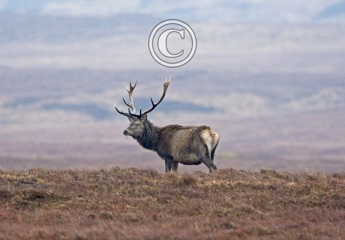 Red Stag, Islay 4